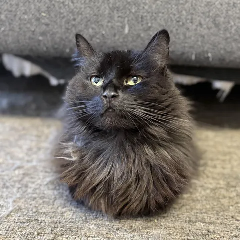 Apple, adopted from K911AnimalRescue