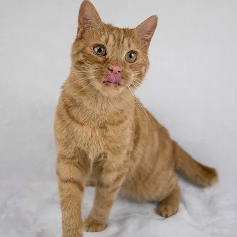 Blaze, adopted from Mostly Mutts