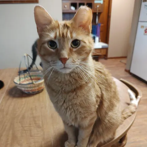Campbell, adopted from Forgotten Felines and Fidos, Inc.