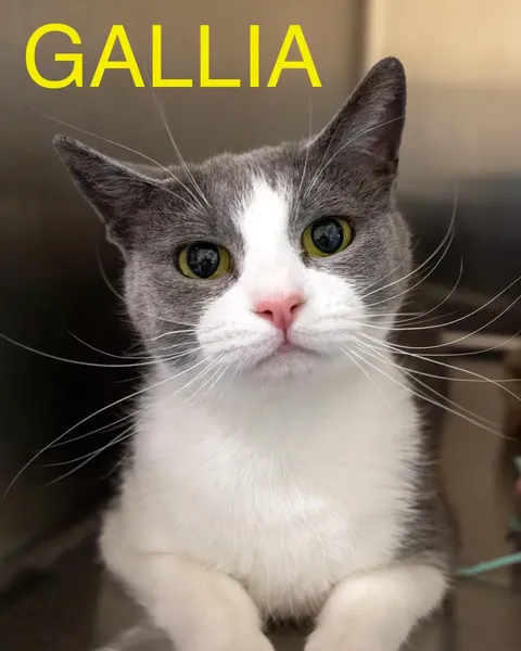 Gallia, adopted from Forgotten Cats Inc.