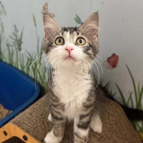 Jasmine, adopted from Cat Nap Lodge