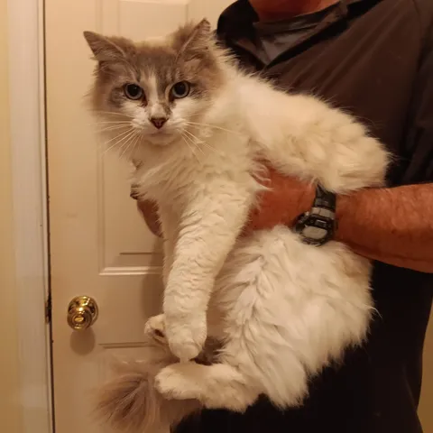 Lucille, adopted from Cat Crusaders, Inc.