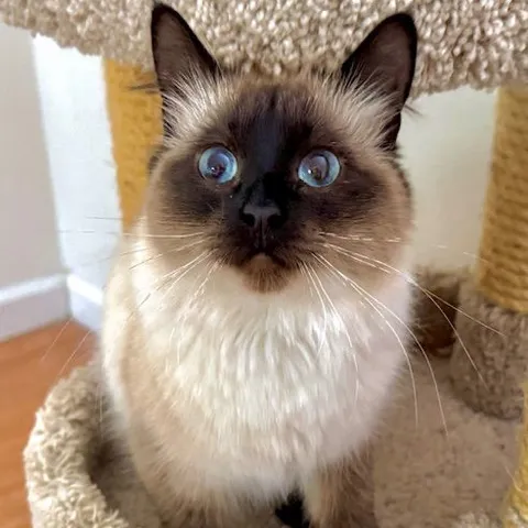 Maggie, adopted from Feline Network of the Central Coast