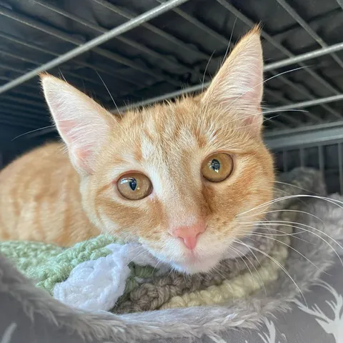 Maple, adopted from Forever Love Rescue Inc