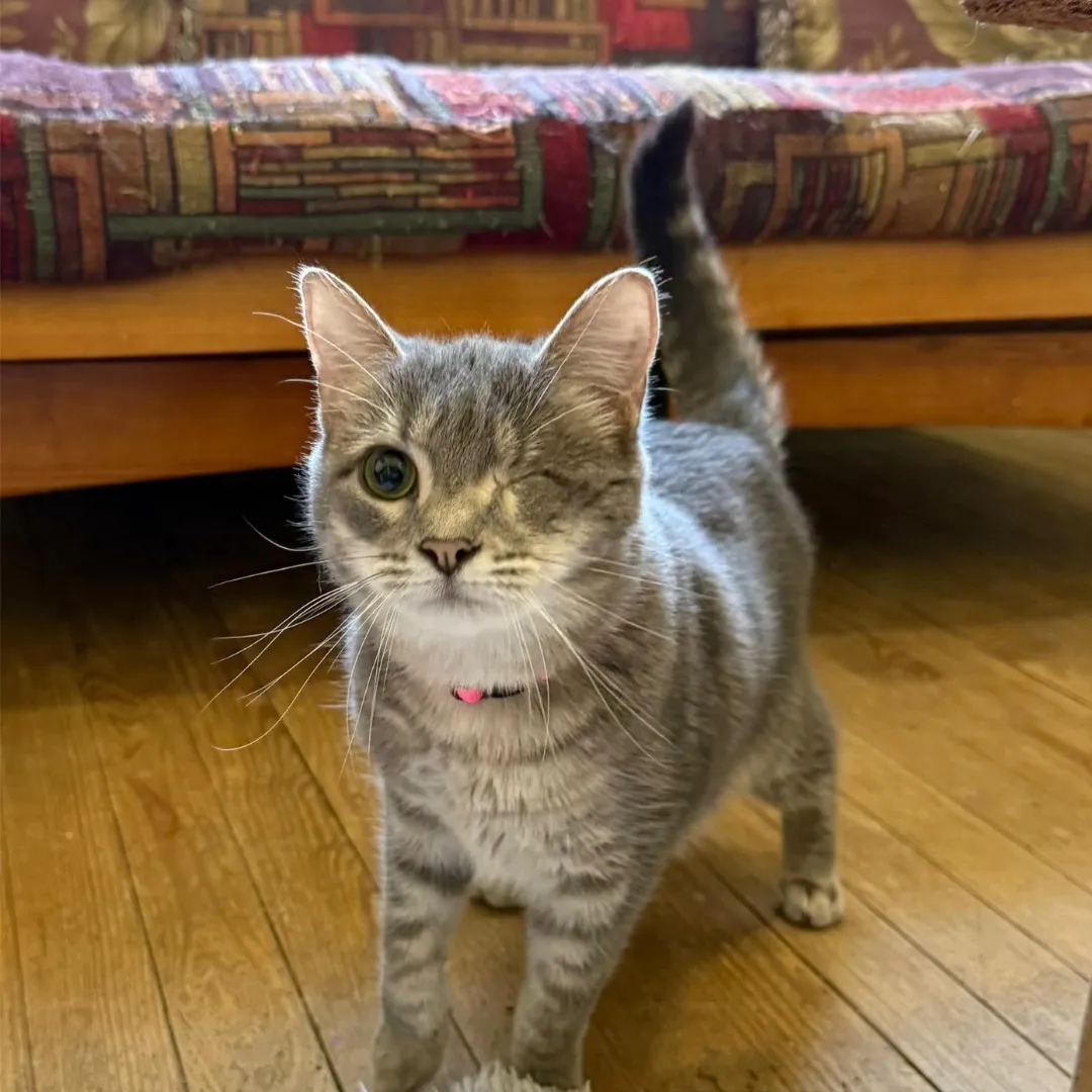 O'Neal, adopted from Give Purrs A Chance