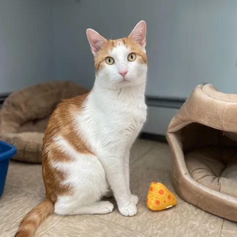 Phineas, adopted from Merrimack River Feline Rescue Society