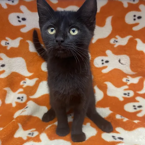 Pocus, adopted from Shenandoah County Animal Shelter