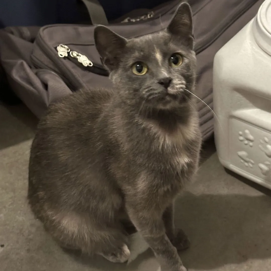 Poppy, adopted from TC Paw Cat Rescue