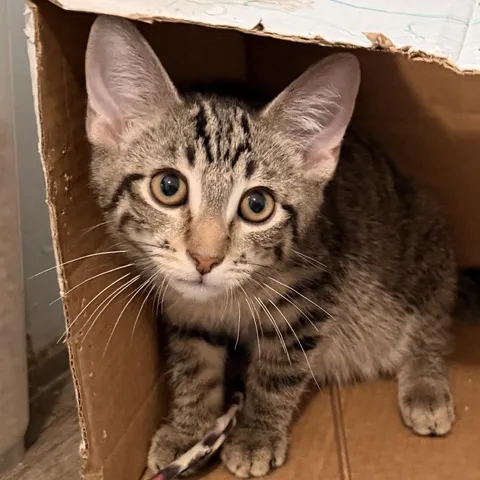 Richie, adopted from Cat Nap Lodge