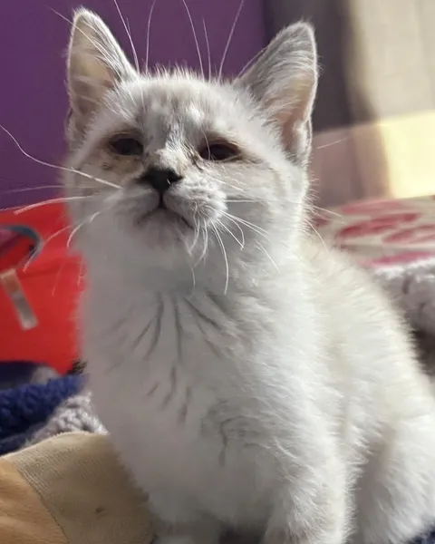 Sapphire, adopted from Almost Home Animal Rescue