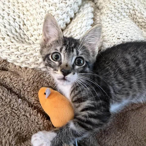 Starcrossed, adopted from Six Kittens Rescue