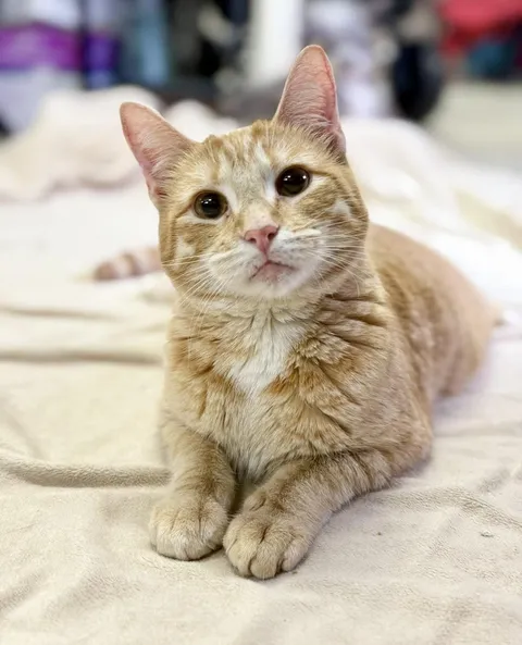 Teeter Totter, adopted from Forgotten Felines Rescue