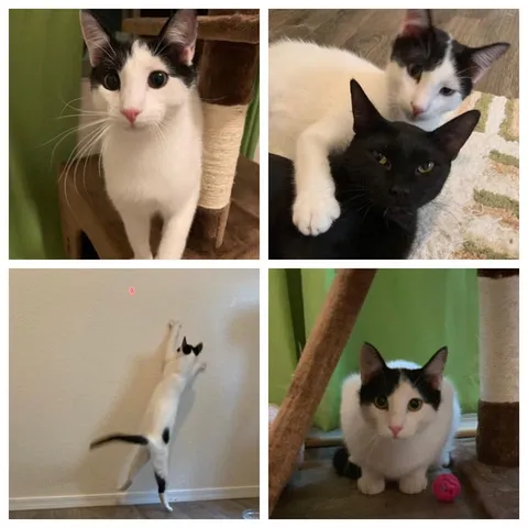 Troy and Max, adopted from Tucson2Tails