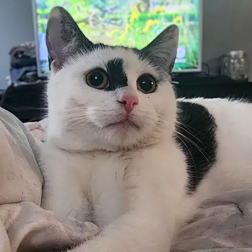 Valentina, adopted from Forgotten Cats Inc.