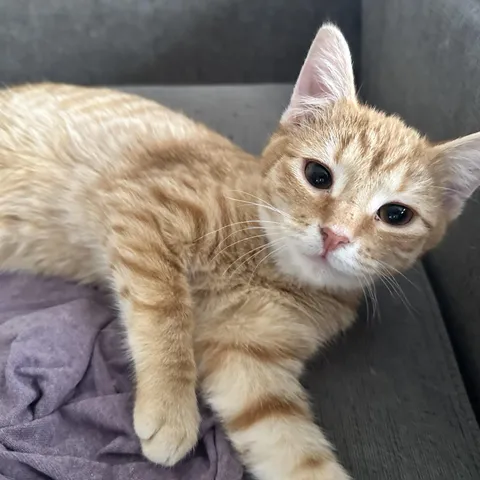 Walter, adopted from Forgotten Cats Inc.