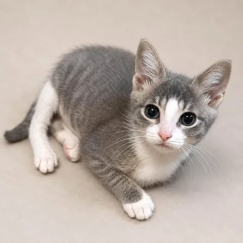 Woody, adopted from Wyandotte Animal Adoption Center